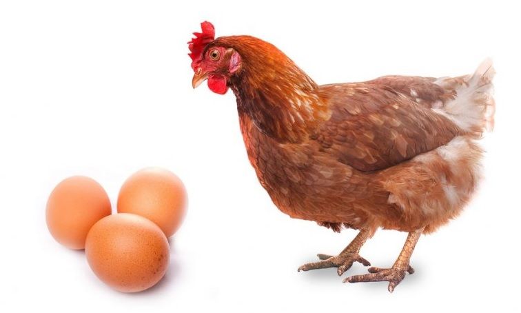 ¿QUÉ ES ANTES, EL HUEVO O LA GALLINA?