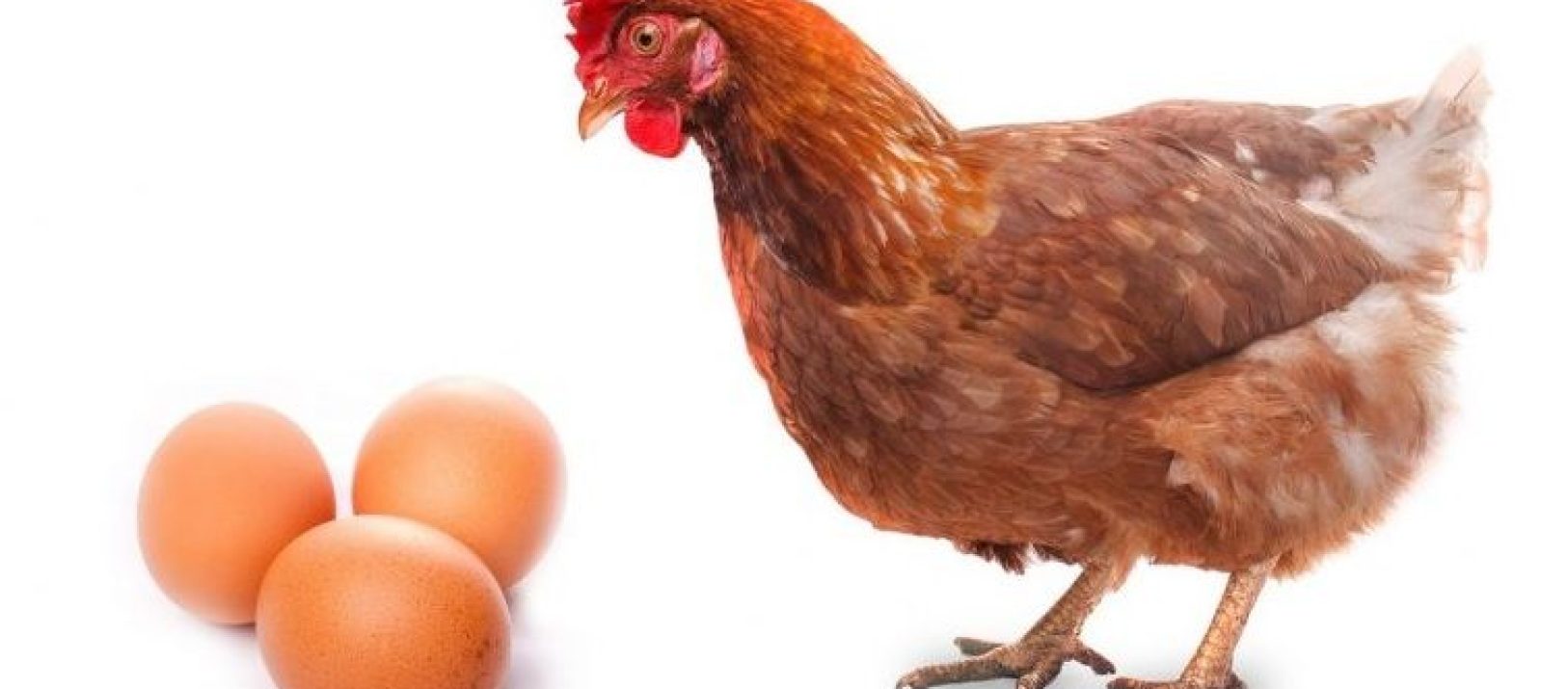 QUE FUE ANTES EL HUEVO O LA GALLINA